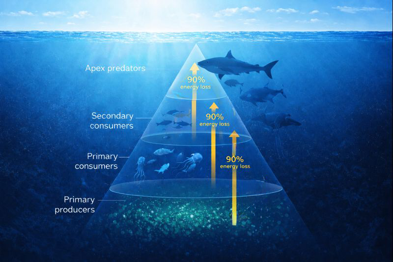 Energy pyramid showing trophic levels in the sunlit zone. From bottom to top: primary producers (phytoplankton), primary consumers (zooplankton and jellyfish), secondary consumers (small fish), and apex predators (sharks). A single upward arrow shows energy flow, with 90% energy loss labeled at each transition between levels.